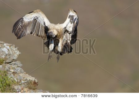 Il Cape Griffon o Cape Vulture
