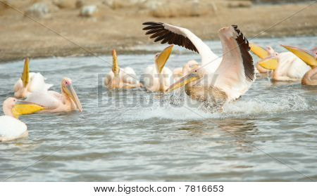 Východní Pelikán bílý (pelecanus Onocrotalus)
