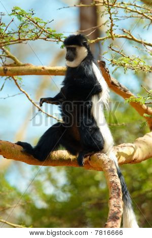 Sort-hvide Colobus abe