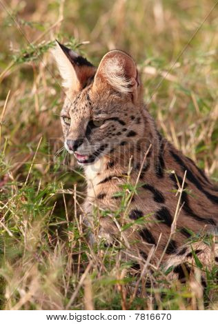 Serval แอฟริกา (leptailurus Serval)