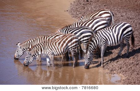 Kudde van Zebra's (Afrikaanse paardachtigen)