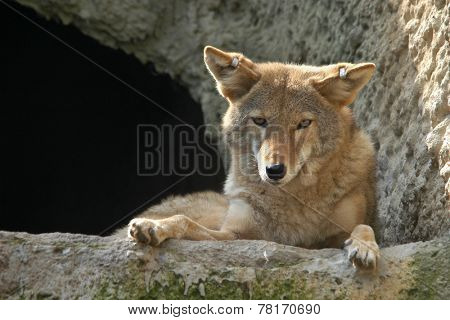Coyote (Canis latrans). 