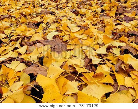 Autumn fallen leaves, yellow pattern