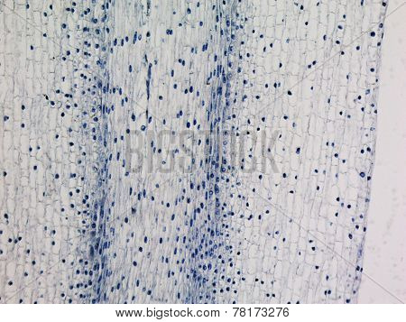 Corn Root Tip Micrograph