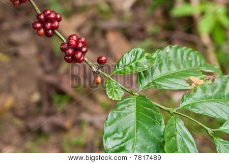 Pianta di caffè