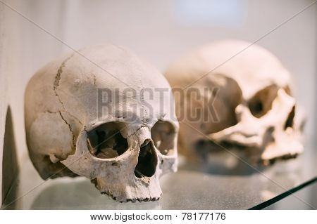 Old Bones And Skulls