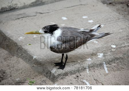 Grey White Bird With Long Yellow Beak