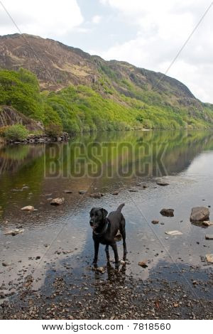 Llyn Gwynant