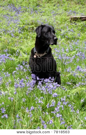 Cane nero In campanule