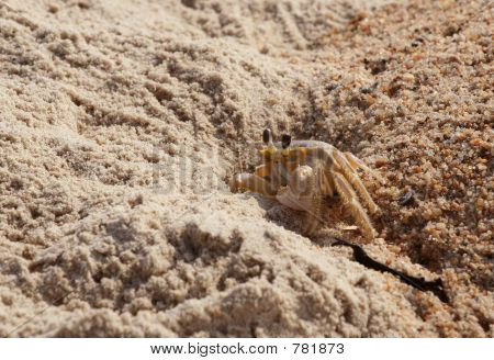 Granchio fantasma