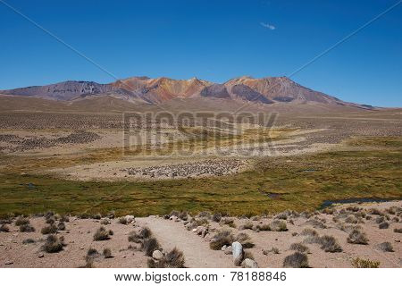 Altiplano