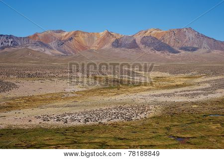 Altiplano