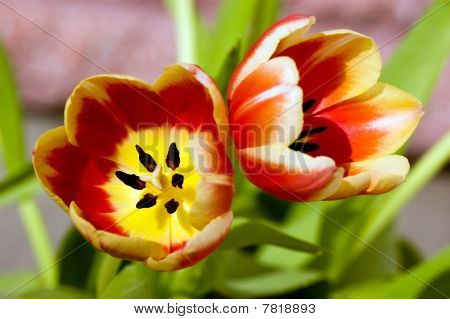 Tulip