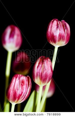 Tulipaner