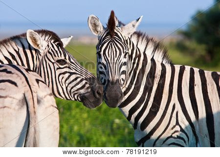 Two Zebras