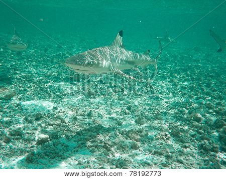 Shark