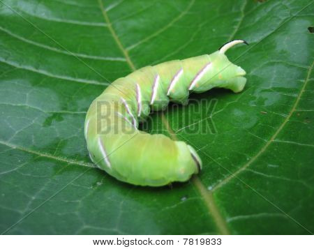 Liguster Hawk-moth larve