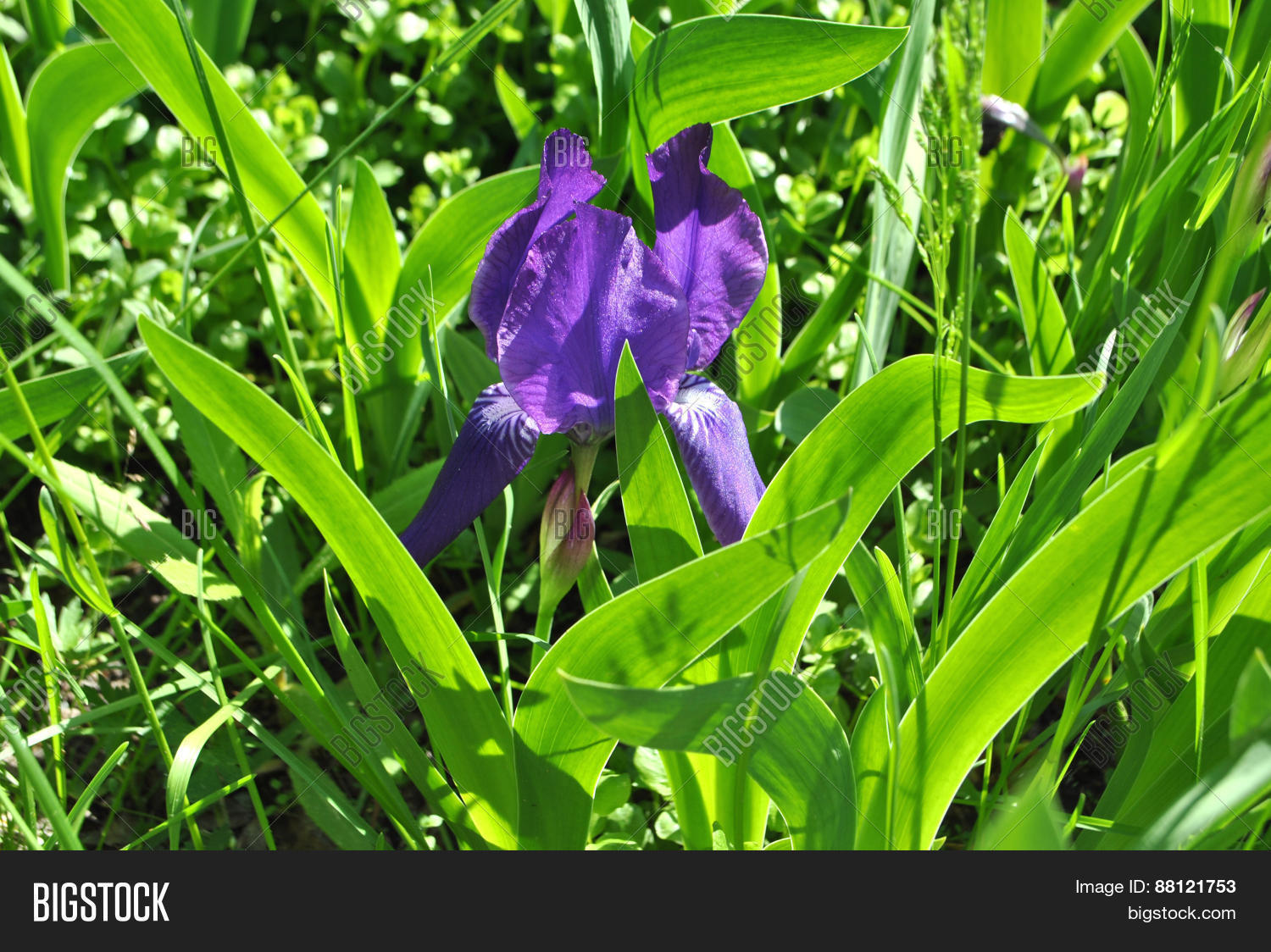 Image Preview