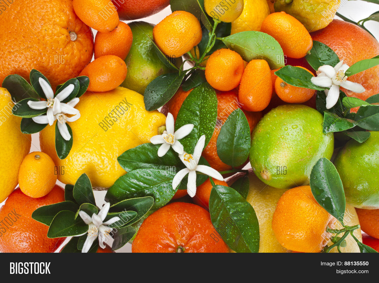 Imagen y foto Beautiful Citrus (prueba gratis) Bigstock