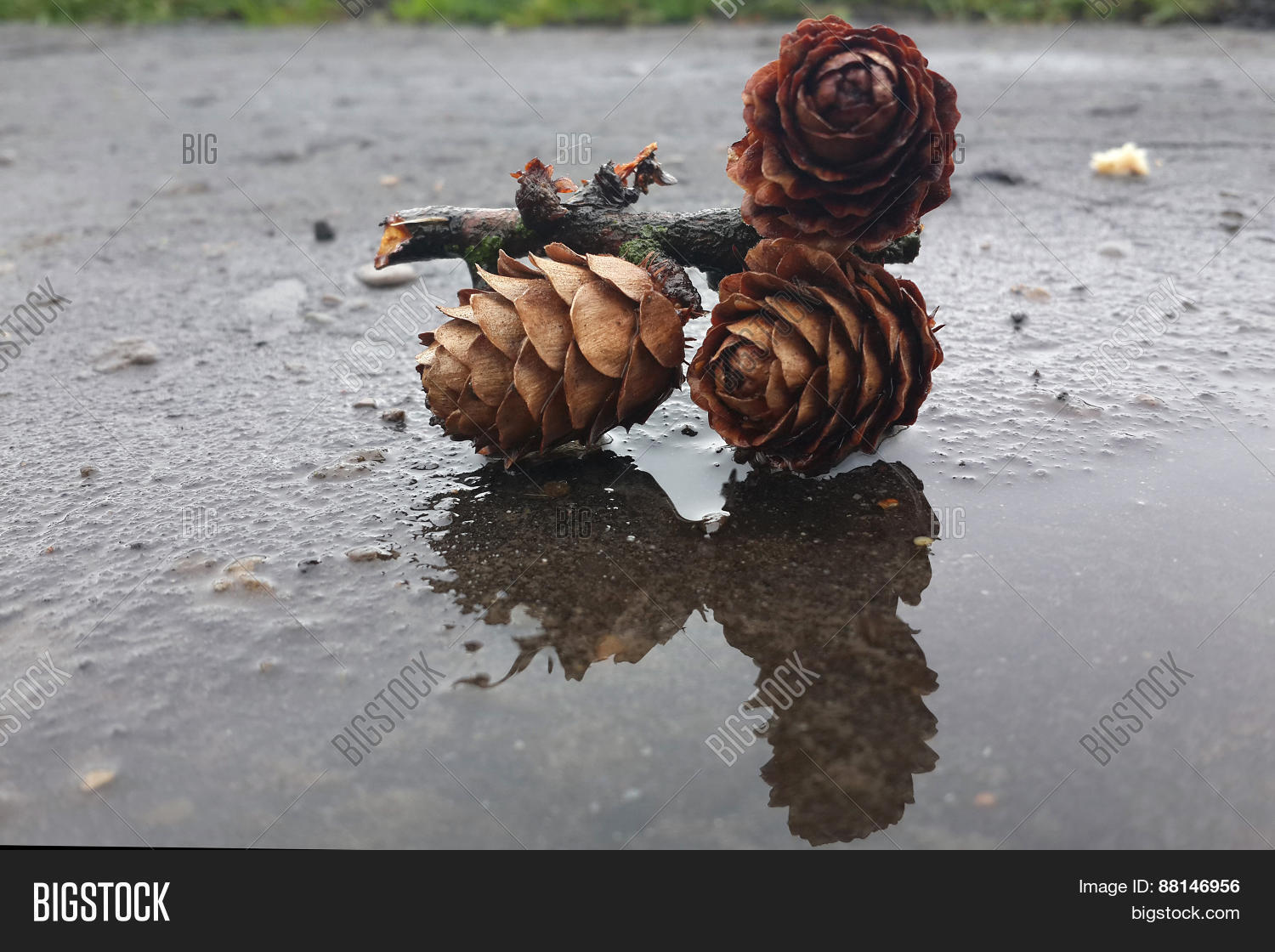 Image Preview