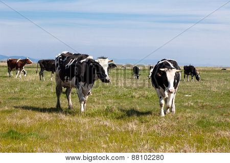 Cows grazing in a field