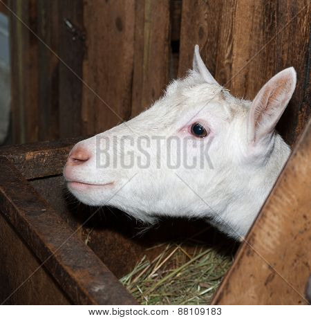 Saanen White Goat In Barn
