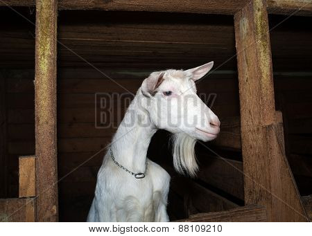 Saanen White Goat In Barn