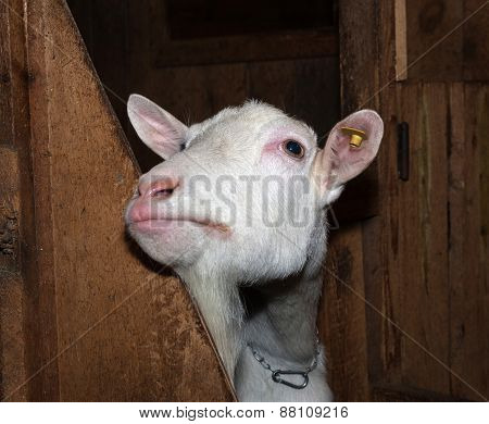Saanen White Goat In Barn
