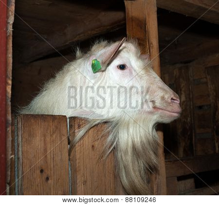 Saanen White Goat In Barn