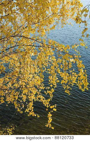 Yellow Birch Leaves On A Background Of Water.