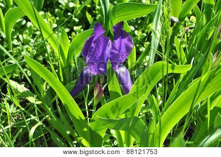 Blooming iris
