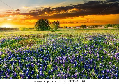 Texas Wildflowers