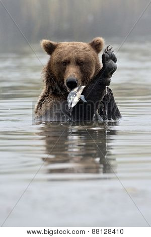 Grizzly Bear