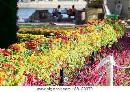 Flowers Gallery in Baghdad