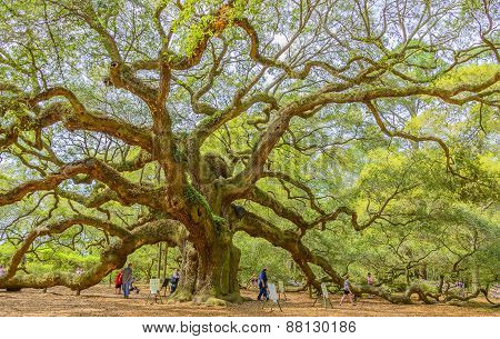 Angel Oak