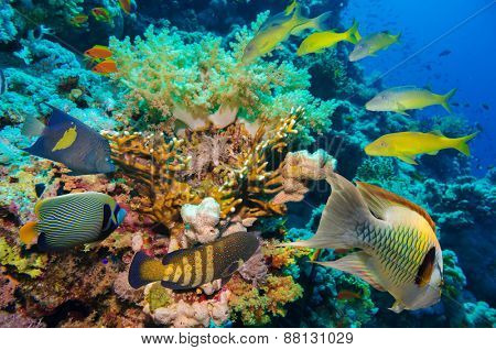 Tropical Fish and Coral Reef on Red Sea