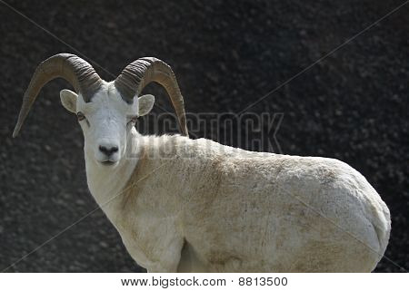 Big Horn