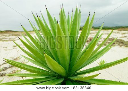 Green Fresh Agava Background