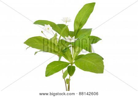Trientalis Europaea Flowers