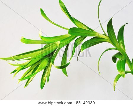 lily plant isolated