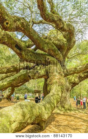 Tree for the Ages