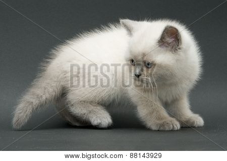 Nice Cute British Kitten