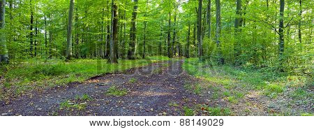 Forest Road