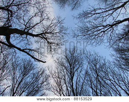 trees above