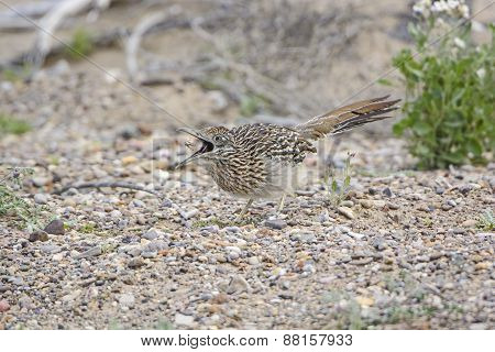 Road Runner Catching A Grasshopper In Its Mouth.