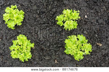 Curly Green Leaf Lettuce Plants In The Soil