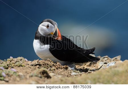 Atlantic Puffin (Fratercula arctica) on Skomer island, UK
** Note: Visible grain at 100%, best at smaller sizes