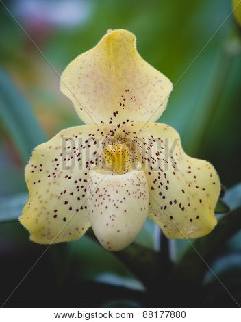 Paphiopedilum concolor orchid in a botanical garden