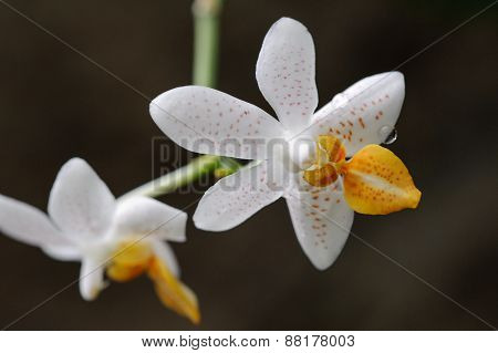 Hybrid (maculata x lobbii) x philippinense orchid