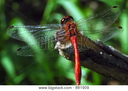 Dragonfly